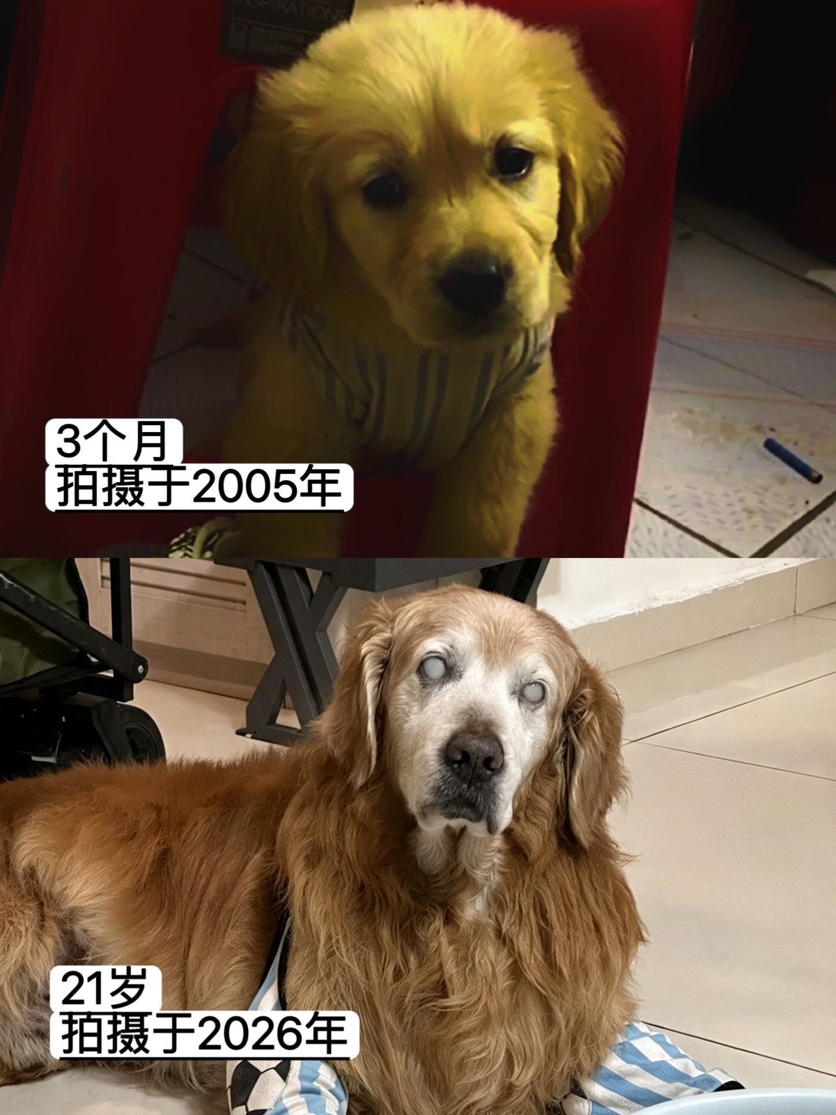 Custom Pet Portrait Art - Pawtraits & Tales