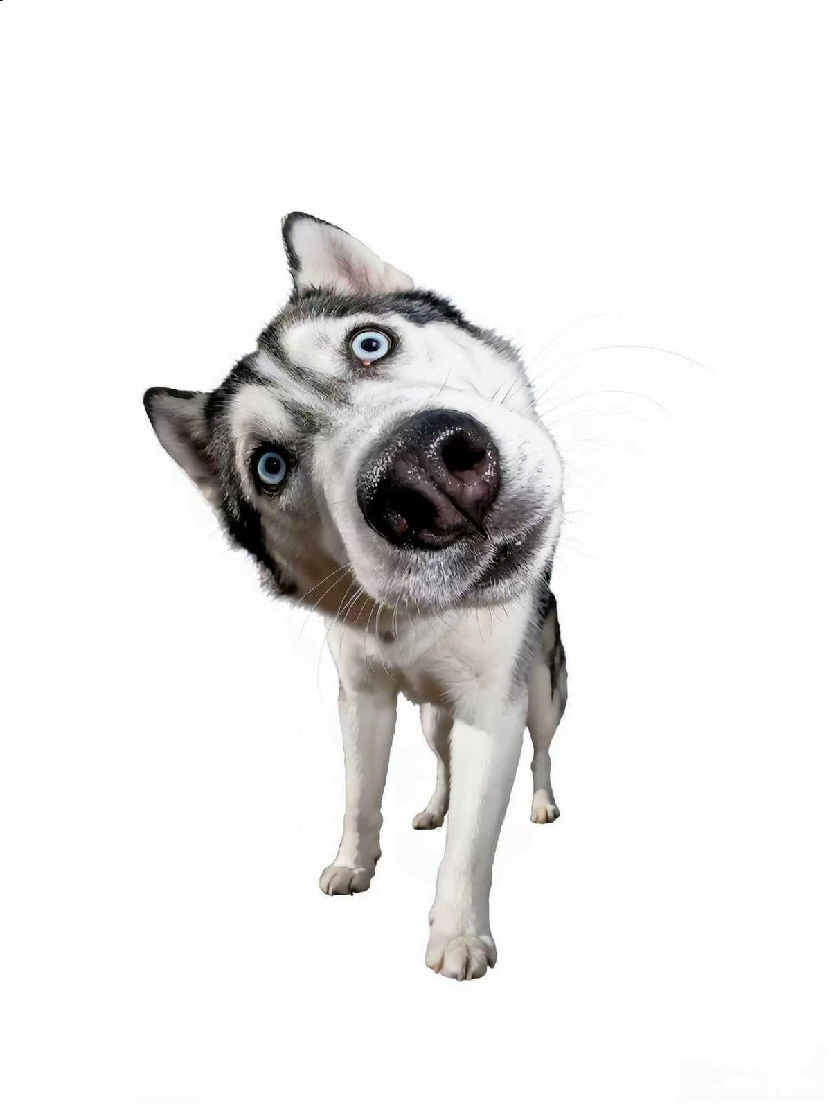 Close-up of a Siberian Husky with blue eyes looking curiously at the camera on a white background.